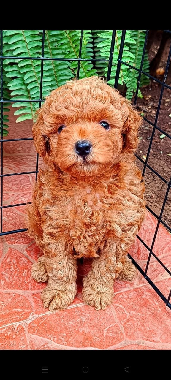 Buy Male Poodle Puppy from Hyderabad